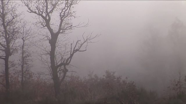 Perdido en la niebla